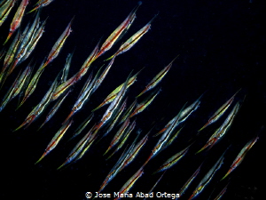 Aeoliscus strigatus school. Also known as the razorfish, ... by Jose Maria Abad Ortega 